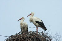 Storch