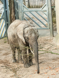 Afrikanischer Elefant