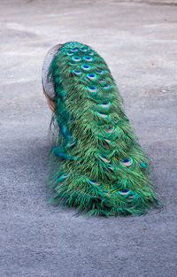 Pfau